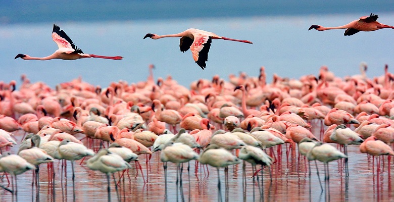 Lake-Nakuru